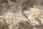 Long-billed pipit.jpg