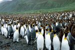 Large rookery of king penguins, both adult and young, on a pebbled beach, with grassy hills in background