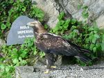 Aigle impérial Beaucens (1).JPG