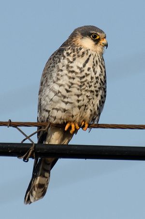 Amur Falcon (F).jpg