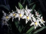 Odontoglossum crispum Orchi 05.jpg