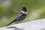 Ring Ouzel.jpg