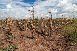 التغيرات الزراعية. الجفاف وارتفاع درجات الحرارة، والأثر السلبي لتطرف الطقس على الزراعة.[204]