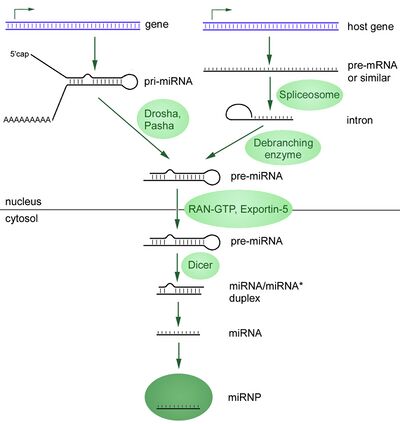 MiRNA-biogenesis.jpg