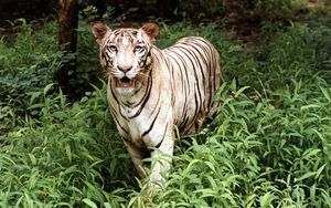 White Tiger.jpg