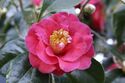 Camellia japonica flower 2.jpg