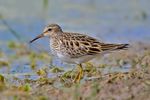 Pectoral Sandpiper3.jpg