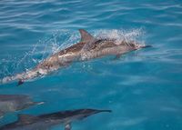 Porpoising in Papahānaumokuākea Marine National Monument