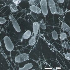 Thermophiles, such as Pyrolobus fumarii, survive well over 100 °C.