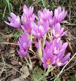 Colchicum autumnale.jpg