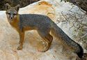 Gray Fox - Red Rock Canyon, Nevada copy.jpg