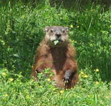 Groundhog (Marmota monax), Ottawa, Ontario