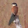 Senegal coucal (Centropus senegalensis senegalensis).jpg