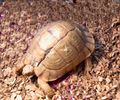 Libyan tortoises, carapace fractured during smuggling