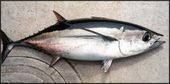 Thunnus alalunga