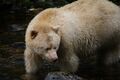 Ursus americanus kermodei, Spirit Bear Lodge, Klemtu, BC 1.jpg