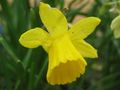 Narcissus pseudonarcissus