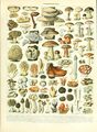 Champignons (Adolphe Millot, Larousse)