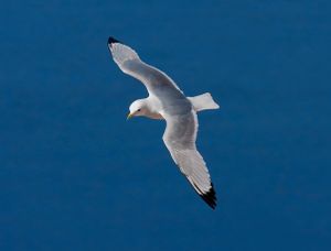 Black-legged-Kittiwake.jpg