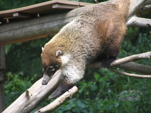 Coati Nasua narica Climbing Down 2048px.jpg