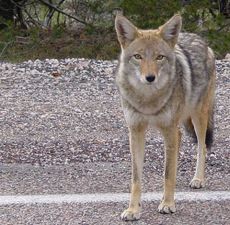 A brown, four-footed, dog-like animal stares at the camera