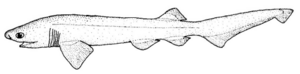 Hexanchus griseus (Bluntnose sixgill shark).gif