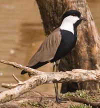 Spur-winged-PloverforWIKI2007.jpg