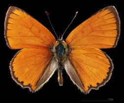 Lycaena virgaureae ♂