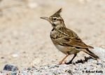 Crested Lark - Qatar.jpg