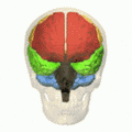فصوص الدماغ. Colorings are same as the left and   Insular lobe