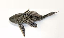 Pterygoplichthys sp.jpg