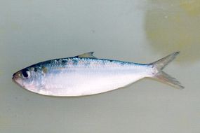 Sardinella gibbosa.jpg