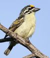 Yellow-fronted tinkerbird, Pogoniulus chrysoconus, at Walter Sisulu National Botanical Garden, South Africa (15819114098), crop.jpg