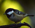 Coal Tit (9622053977).jpg