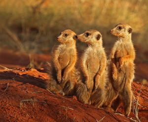 Meerkat (Suricata suricatta) Tswalu.jpg