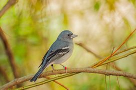 Gran Canaria blue chaffinch (Fringilla polatzeki)