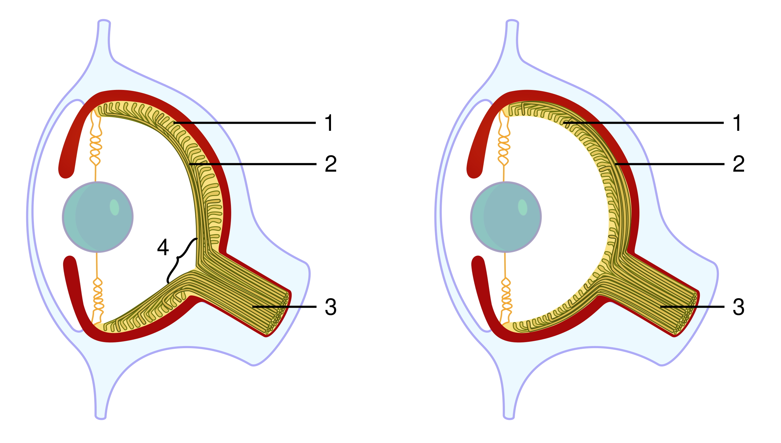 ملف:Evolution eye.svg - المعرفة