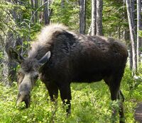 Moose near Leigh Lake