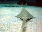 Sawfish genova.jpg