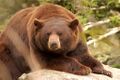 "Cinnamon" Black Bear.jpg