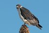 Augur buzzard (Buteo augur).jpg