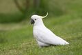 Cacatua galerita Risdon.jpg