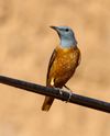 Common rock thrush.jpg