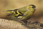 Carduelis spinus male.jpg