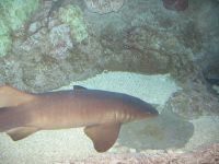 Nurse shark in an aquarium