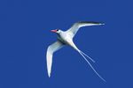 Red-billed-Tropicbird-ventral.jpg