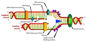 DNA replication.svg