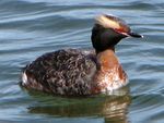 Horned Grebe - Podiceps auritus.jpg