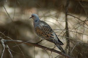 Streptopelia turtur on a branch.jpg