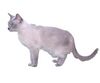 Tonkinese